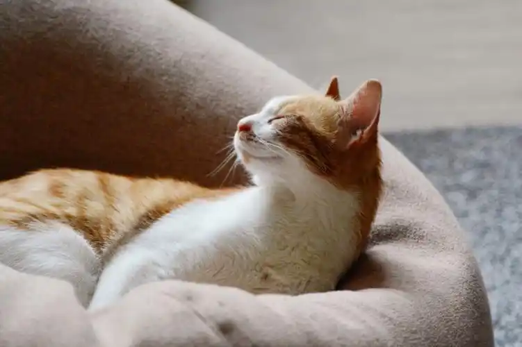 分享一只爱睡觉的小猫猫