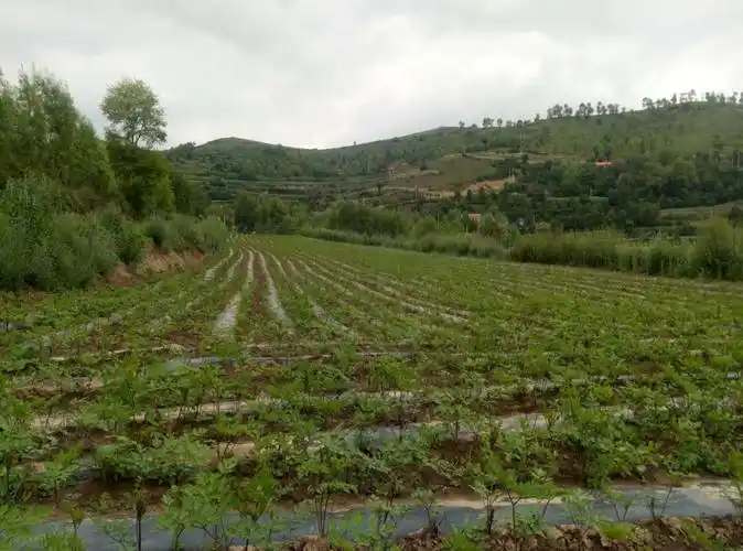 充分利用土地资源,种植的当归纵横交织
