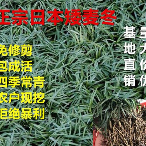 日本矮麦冬草耐寒庭院园林绿化草坪植物矮生麦冬草苗玉龙草包邮