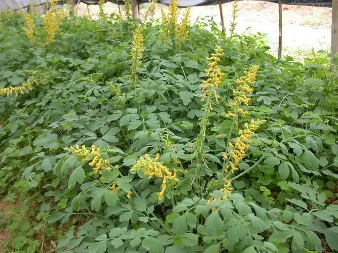 如果是我们想要移栽一棵野生岩黄连在我们自己的家里的话,那么也尽量