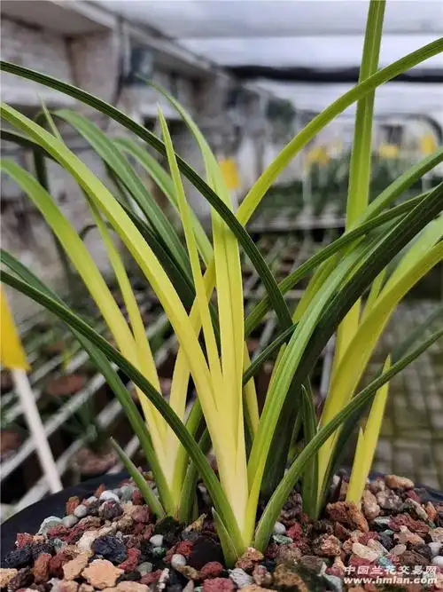 蕙兰黄心草分盆