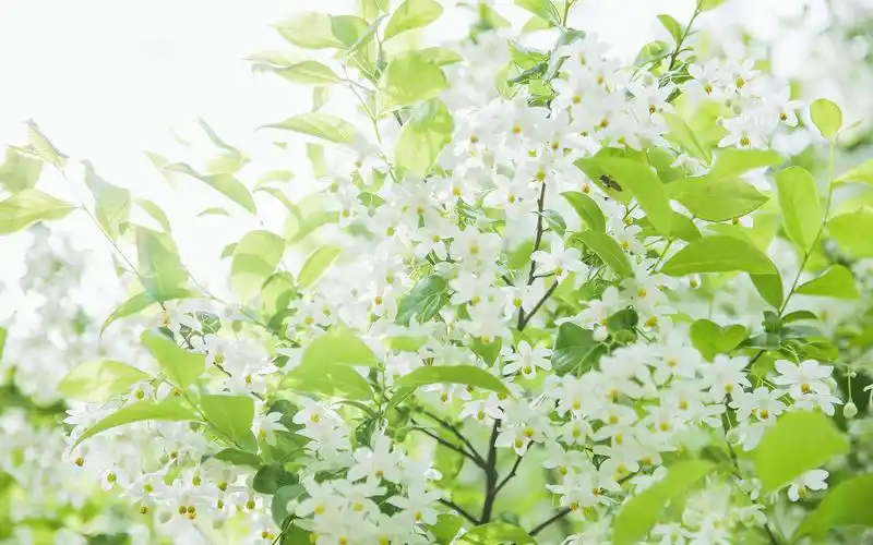 白花绿叶唯美小清新摄影高清壁纸高清大图预览1920×1200_植物壁纸