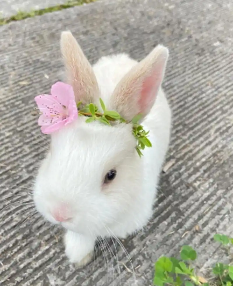 好漂亮的小兔子,白白净净的,真可爱.