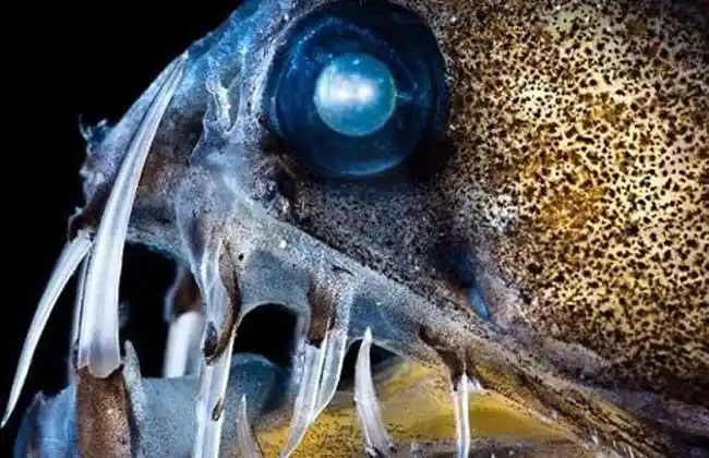 毒蛇鱼是什么鱼