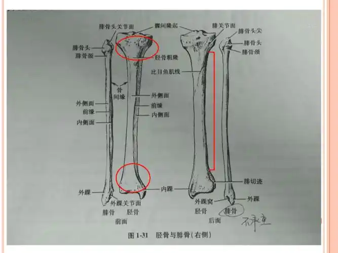 胫腓骨骨折复位术的手术配合ppt