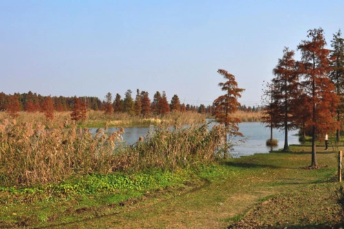 原创青西郊野公园之一,魔都上海的青浦金泽白莲村秋色