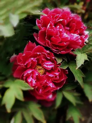 天下真花独牡丹