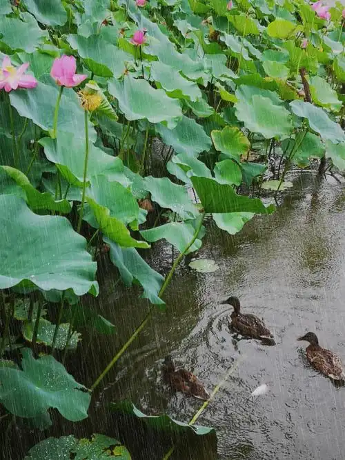 雨后荷塘