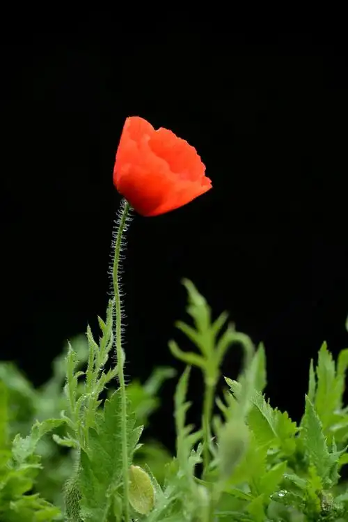 伫立观花,可以感受她们绽放生命之花的那种自然,那般宁静.