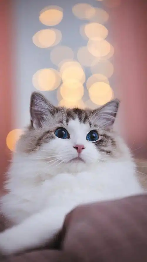 超级治愈系可爱迷人小猫咪,高清图片,手机锁屏桌面-壁纸族