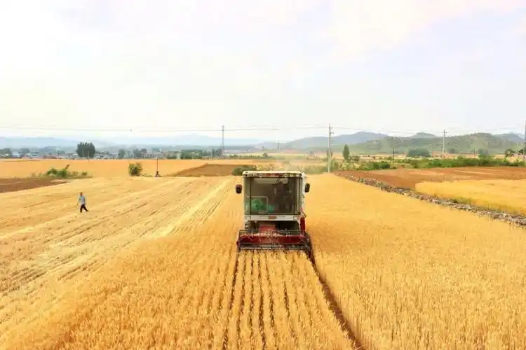 风吹麦浪穗飘香 遍地金黄粮满仓