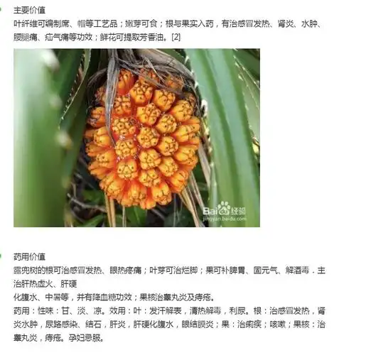 请问图片里这个是什么东西,学名叫什么,有什么功效?