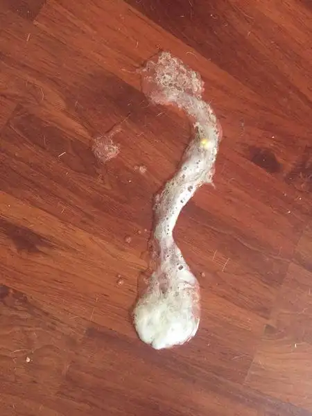 法国斗牛犬 吐白沫 是怎么回事?》粘稠的白色泡沫还带着点水样