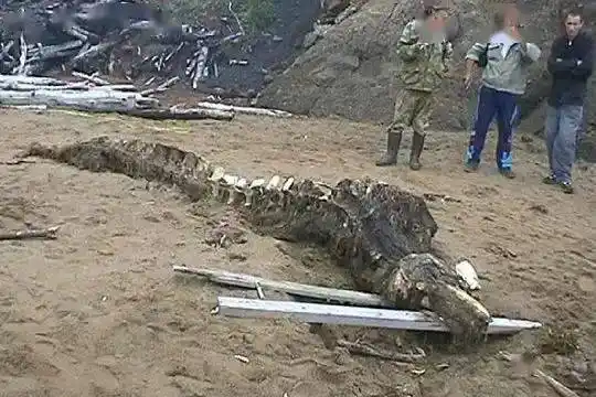 关于真龙现身事件的报道和记载因为来源太杂,可信度不高,很难让人相信