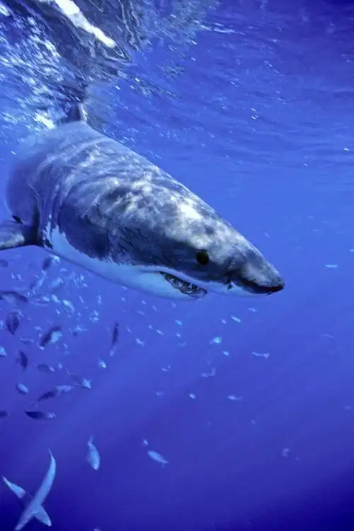 无人,竖图,水下,海洋,鲨鱼,墨西哥,鱼群,捕食,鱼类,自然,摄影,太平洋