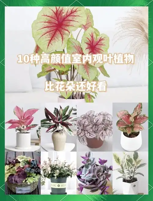 家居装饰新选择 有些色彩斑斓的观叶植物🌿,观赏性甚至比开花植物