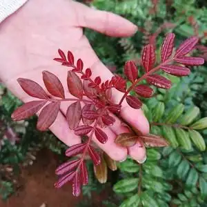 i云南红叶清树木盆景紫油木老桩香香g桩头驱院植物盆栽庭蚊阳台绿