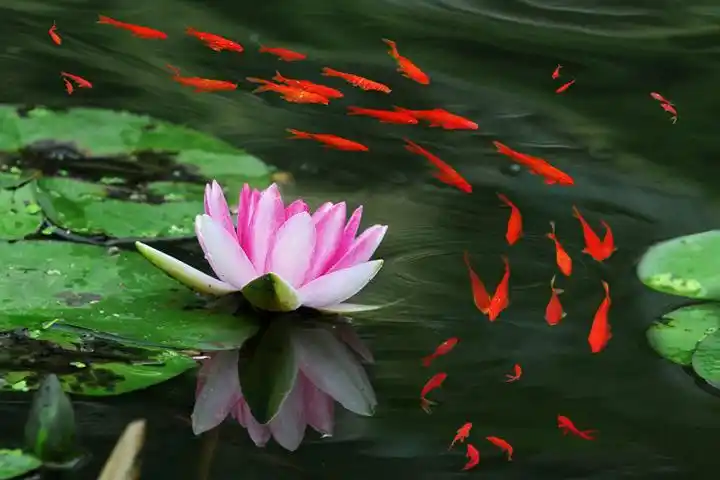 香远益清 原创空间