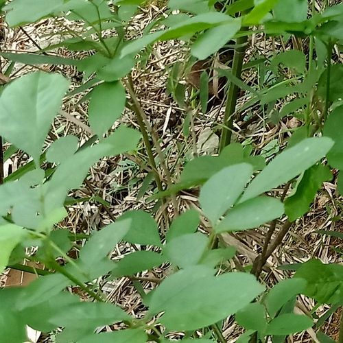 白蜡树,青榔木,白荆树.