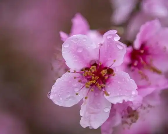 清晨空气清新,来对头条上联:桃花带露真娇艳,你有惊艳的下联吗
