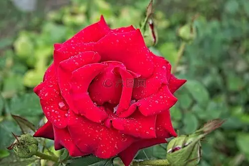 鲜花,红色,玫瑰高清图库素材免费下载(图片编号:6787710)-六图网