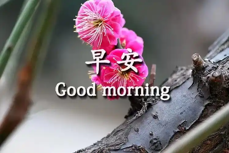 早晨朋友圈优美的句子