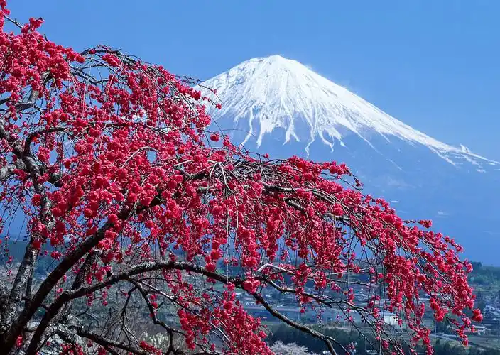 富士山樱花唯美图片的简单介绍