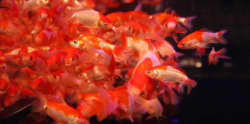 500_249gif 动态图 动图