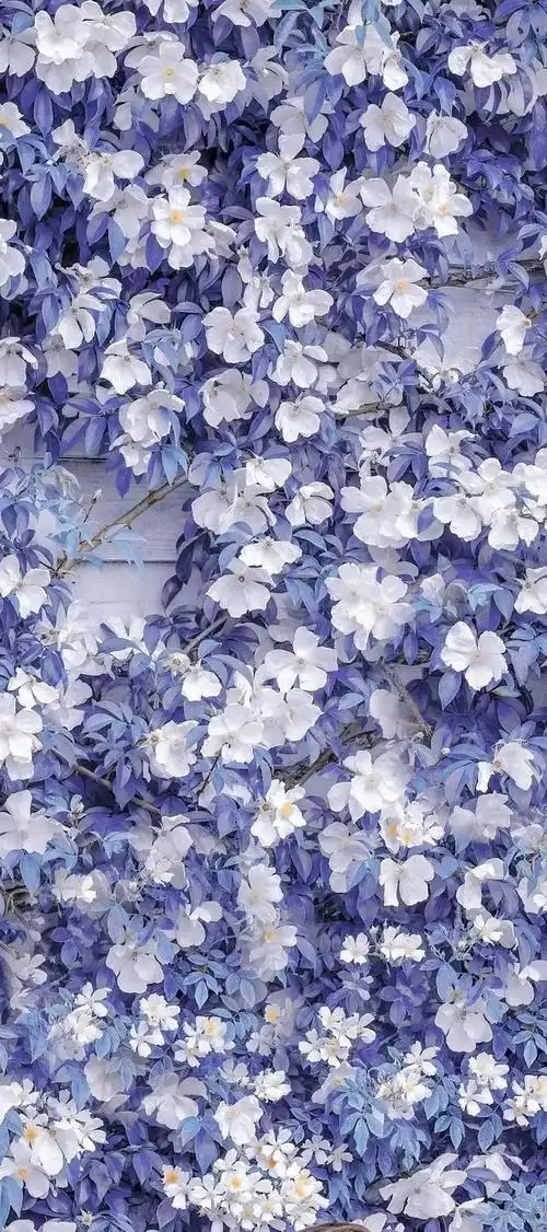 高清壁纸|植物花卉,治愈养眼,小清新唯美