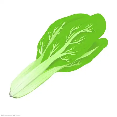 食材蔬菜油麦菜绿色