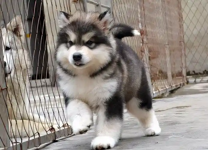 阿拉斯加雪橇犬图片