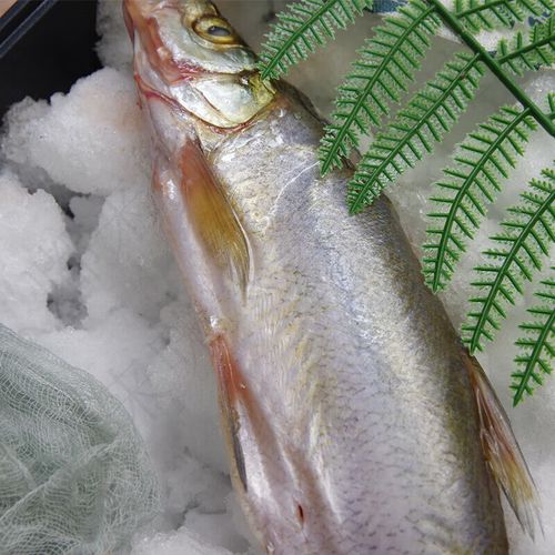 安峰山湖北新鲜刁子鱼大白刁开背冷冻大白叼翘嘴鱼大