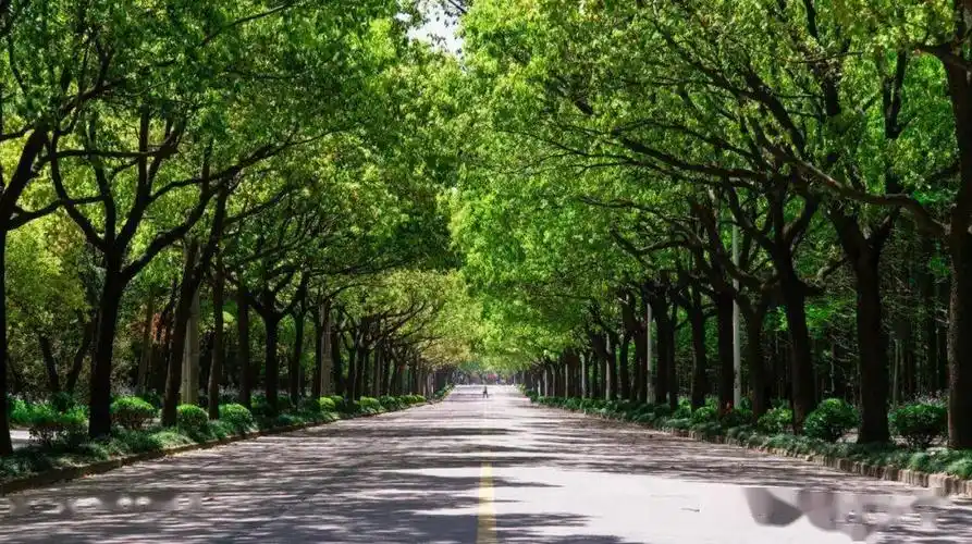 其四季常绿,遮天蔽日,不管是作为行道树还是庭荫树,总能给行人一抹