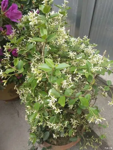 这是盘龙桂,开花香的.