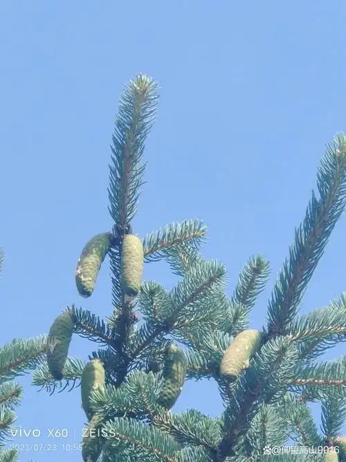 云杉及云杉果(原创)