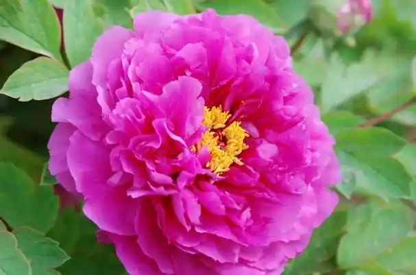 快收好!洛阳各公园门票价格及优惠政策来了(附最全牡丹品种介绍)