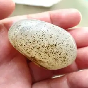 白玛瑙原石籽料