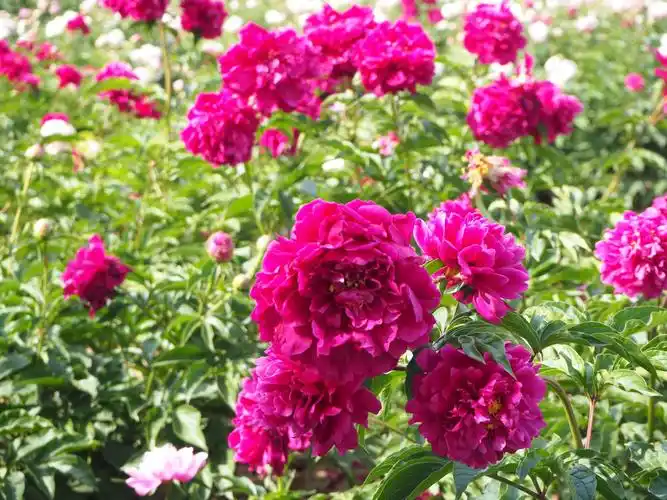 曹州牡丹园里的芍药花