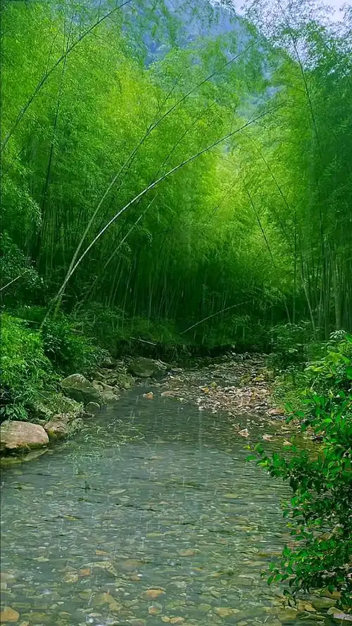 雨打水面翠美丽,绿竹成荫如画.