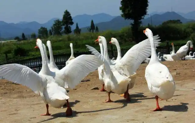 新手养鹅的注意事项