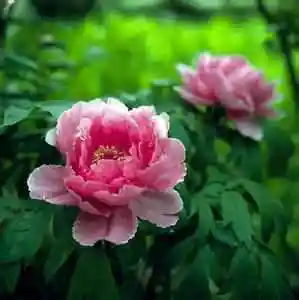 如果丹花微信头像大全._微信头像图片大全