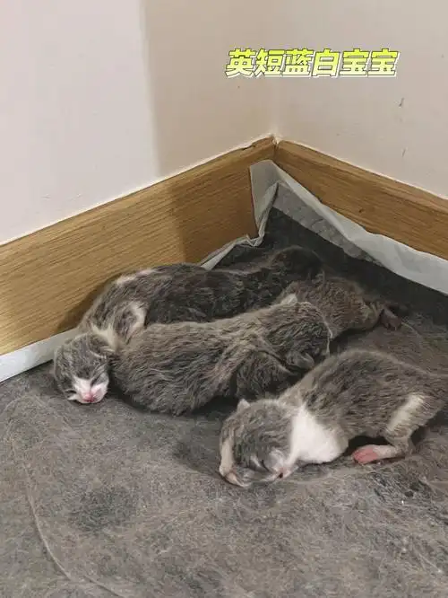 孩子啊 生出来不会咬断脐带不会吃胎盘都是我男朋友一个一个接生的