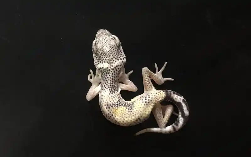 「守宫第四弹」超帅气小恐龙03.白黄雪花超级柠檬霜 开箱