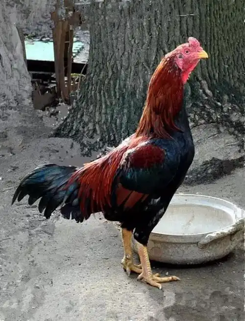 闲谈斗鸡——聊一聊中原斗鸡