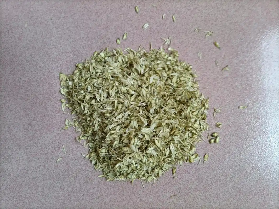 老家院子里长的麦子,蒸过之后用了一个多小时终于出成果了,好费劲呀!