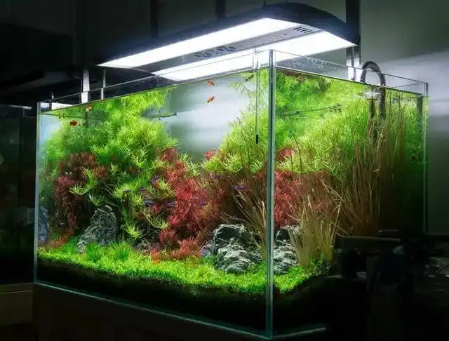 草缸造景:nice!这个80cm缸体的初期维护值得借鉴