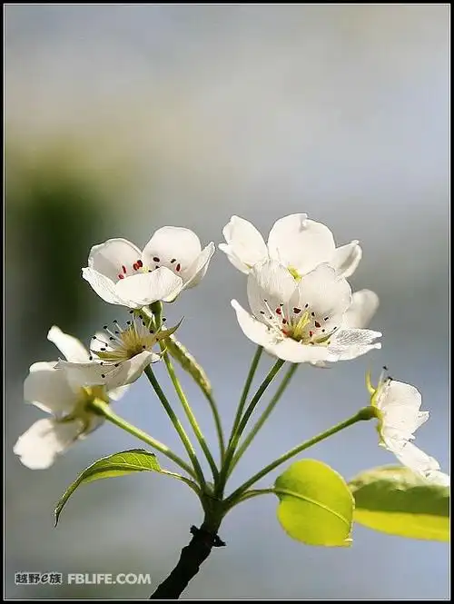 玉龙山的花.更新中.