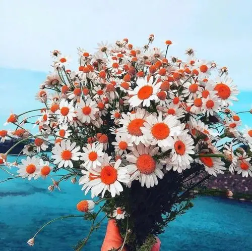 朋友圈背景图分享