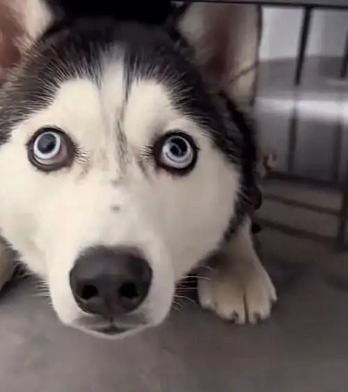 表情眼神纯洁加上智商不在线,是纯种二哈吗?大家帮鉴定一下