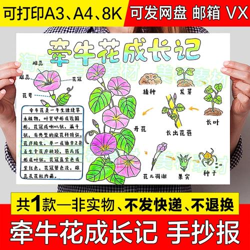 牵牛花成长记手抄报模板小学生花卉植物生长观察记录日记小报线稿